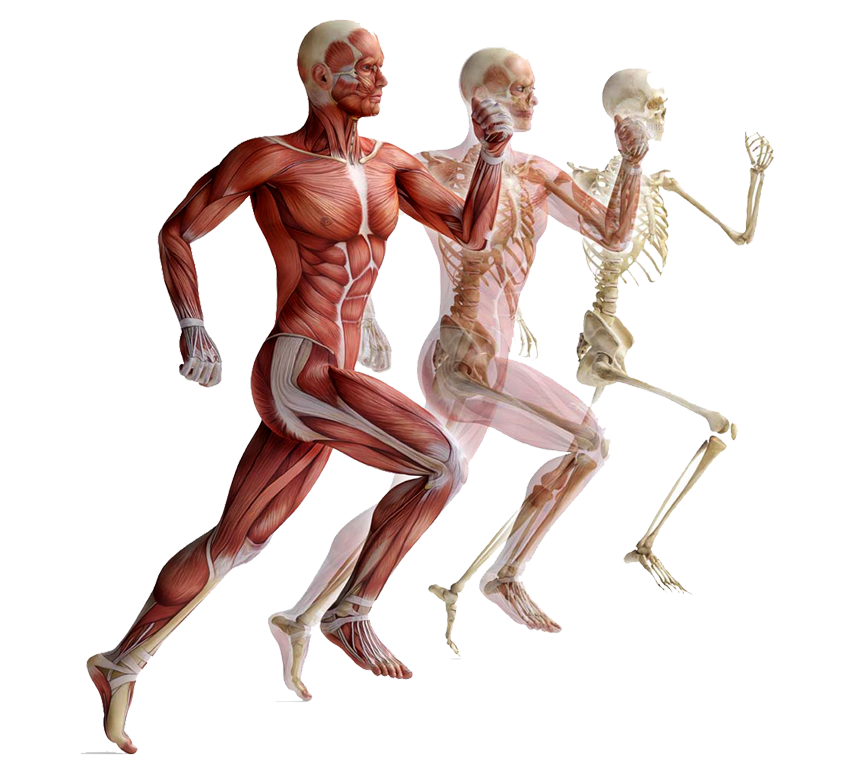 fascia